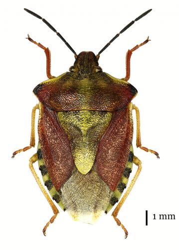 Réf. 185 301 : Carpocoris purpureipennis